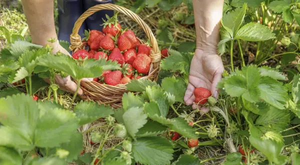 Hände pflücken frische Erdbeeren für eine Liste von Erdbeersorten. Ein Korb voller roter Früchte steht bereit.