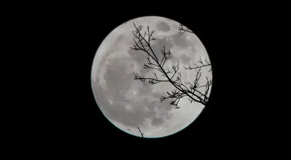Vollmond über einem dunklen Himmel, silhouettiert von kahlen Ästen. Ein perfekter Anblick für den Mondkalender Angeln.