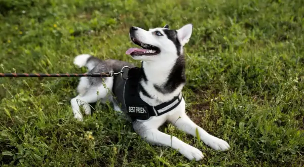Husky w czarnych szelkach z napisem "BEST FRIEND" leży na trawie, gotowy na spacer.