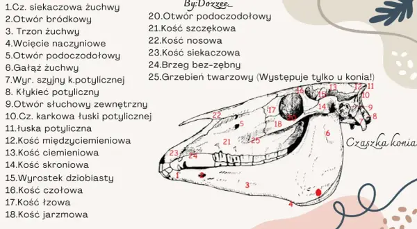 Anatomia czaszki konia: szczegółowy rysunek z numerowanymi elementami budowy głowy konia, od kości siekaczowej po jarzmową.