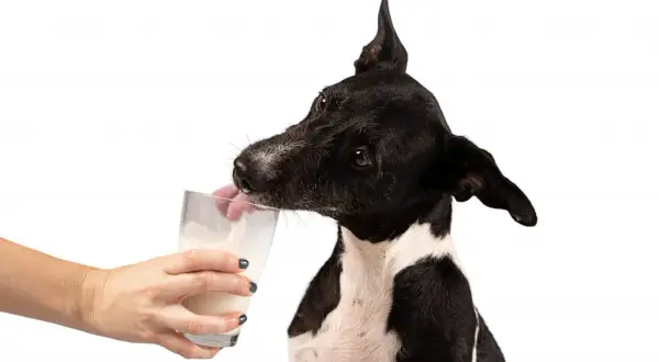 ¿Es buena la leche para los perros? Riesgos y alternativas seguras