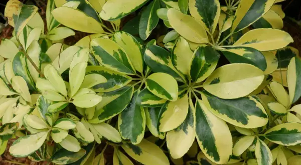 Feuilles panachées de vert et de jaune d'un schefflera arboricola, formant un motif dense et texturé.