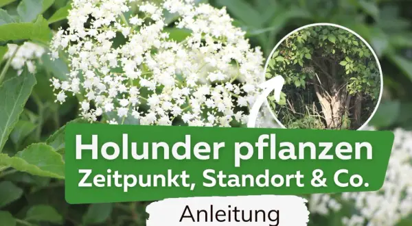 Holunder pflanzen: Anleitung für Zeitpunkt, Standort & Co. Ein blühender Holunderbusch im Fokus.