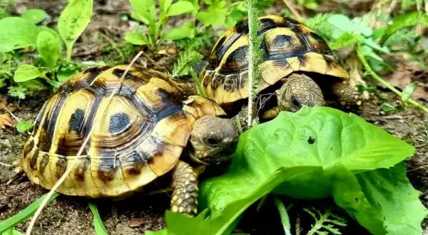 Jak wygląda żółw? Odkryj niezwykłe cechy różnych gatunków