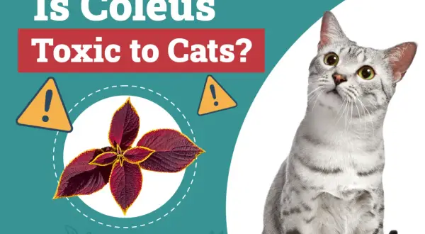 A curious cat looks up at a graphic asking "Is Coleus Toxic to Cats?" with an image of a coleus plant.