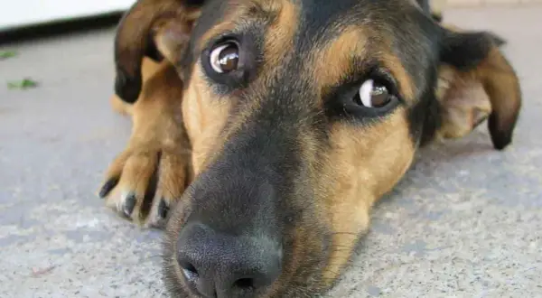 Un perro con grandes ojos de ballena mira con ternura, su hocico negro y pelaje marrón y negro se funden en la imagen.
