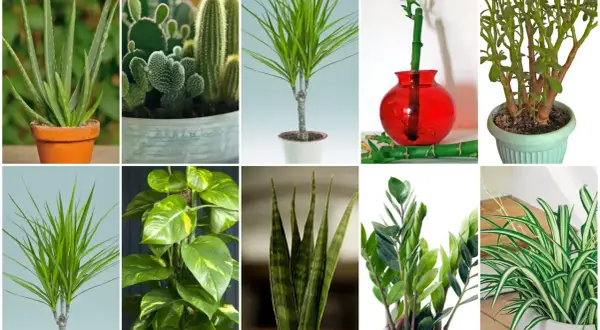 Kolekcja kwiatów doniczkowych: aloes, kaktusy, dracena, bambus, grubosz, epipremnum, sansewieria, zamiokulkas, zielistka.