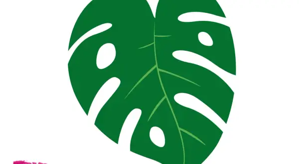 Grünes Monstera-Blatt mit Schlitzen und Löchern auf weißem Hintergrund.