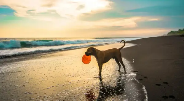 Un chien brun avec un frisbee orange dans la gueule profite de ses vacances avec chien sur une plage au coucher du soleil.