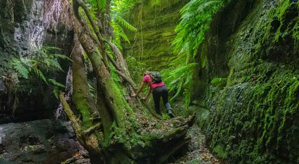 Senderista trepa por un tronco caído en un cañón verde y musgoso, como si explorara el cubo de la galga.