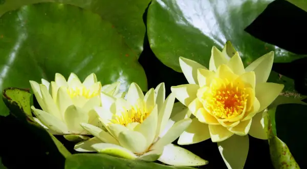 Trois nénuphars jaunes éclosent sur de larges feuilles vertes. La **racine nénuphar** nourrit ces fleurs délicates.