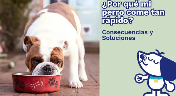 Un bulldog inglés come en su plato rojo. ¿Por qué mi perro come tan rápido? Consecuencias y soluciones.
