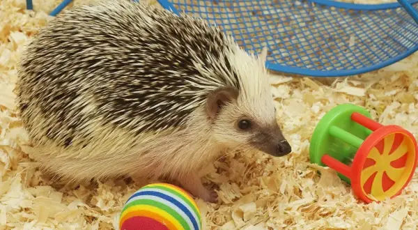Mały jeż eksploruje swoje terrarium dla jeża, otoczony zabałkami i ściółką.