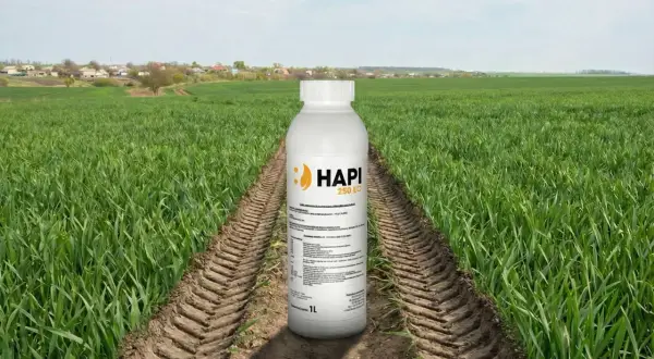 Butelka środka ochrony roślin HAPI 250 EC na tle pola zboża, gdzie pospolity chwast zbożowy stanowi problem.