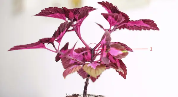 En vacker palettblomma med mörklila och rosa blad. En röd cirkel markerar var man ska toppa palettblad för att få en buskigare planta.
