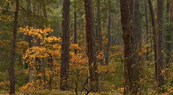 Gdzie leży Kampinoski Park Narodowy? Odkryj jego bliskość do Warszawy