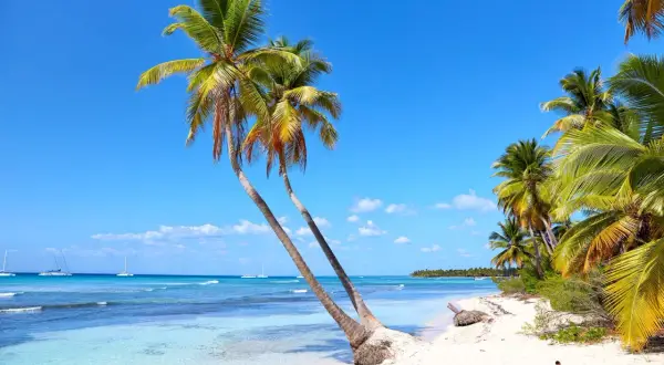 Rajska plaża z palmami i turkusową wodą. Idealne miejsce na wakacje, zanim nadejdzie sezon huraganów na Karaibach.