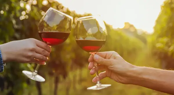 Dwie ręce wznoszą kieliszki z czerwonym winem, celebrując smak Cannonau di Sardegna wśród winorośli w złotym świetle zachodzącego słońca.
