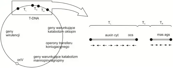Co to jest wektor w biologii i jak zmienia genetykę organizmów?