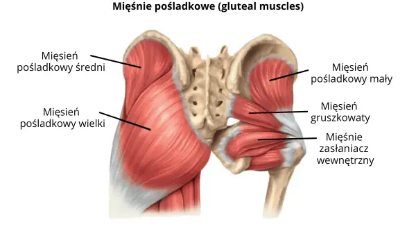 Anatomia mięśni pośladkowych: mięsień pośladkowy wielki, średni i mały, mięsień gruszkowaty i mięśnie zasłaniacz wewnętrzny.