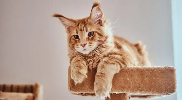 Cómo llamar a un gato: técnicas efectivas que realmente funcionan