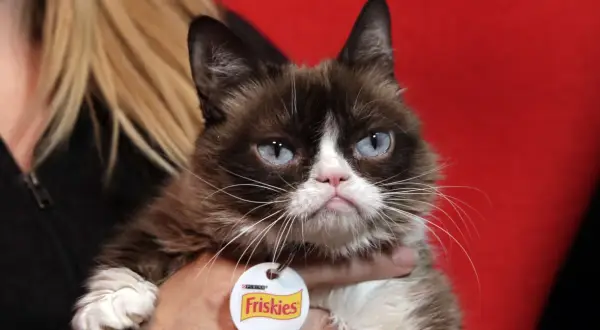 Kot o charakterystycznym, zrzędliwym wyrazie pyszczka, przypominający rasę grumpy cat, z niebieskimi oczami i obrożą Friskies.