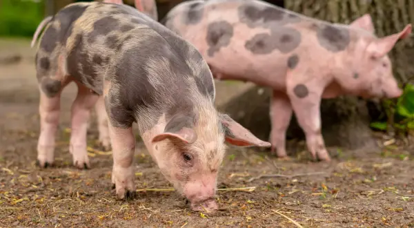 Prosięta o różnym umaszczeniu, które mogą reprezentować różne typy użytkowe świń, szukają pożywienia na ziemi.