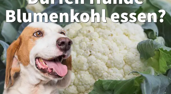 Ein Hund schaut neugierig auf einen großen Blumenkohl. Die Frage "Dürfen Hunde Blumenkohl essen?" wird gestellt.