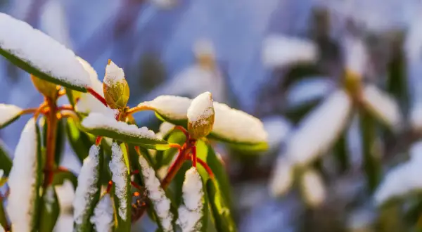 Zielony rododendron na pniu, pokryty śniegiem, z pąkami kwiatowymi czekającymi na wiosnę.