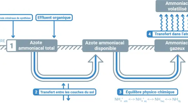 Schéma du cycle de l'azote dans le sol, montrant l'impact des engrais et effluents sur l'azote ammoniacal et son transfert vers l'atmosphère.