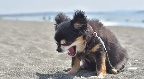 Chihuahua negro y canela en la playa, con la boca abierta, parece que mi perro estornuda mucho.
