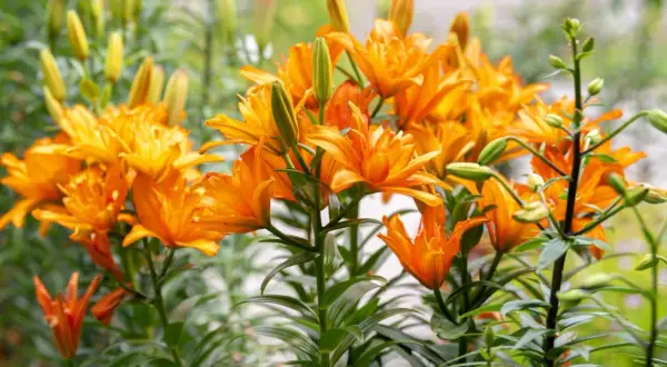 En grupp lysande orange asiatiska liljor blommar i trädgården, med många knoppar som väntar på att slå ut.