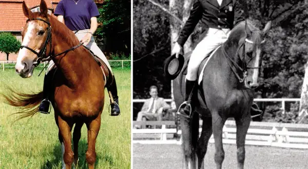 Legendy polskiego jeździectwa: historie, które zmieniły sport na zawsze