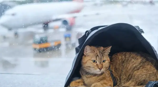 Kot w torbie podróżnej czeka na lotnisku, za oknem widać samolot.