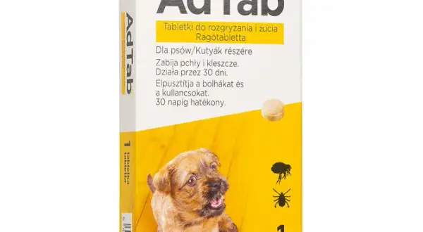 Kleszcze u psa: Tabletki, obroże, krople? Wybierz mądrze!