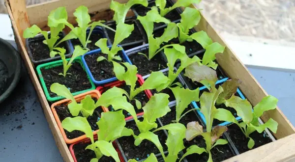Jeunes plants de laitues dans des godets colorés, prêts à être repiqués. Idéal pour savoir que planter en février et démarrer son potager.