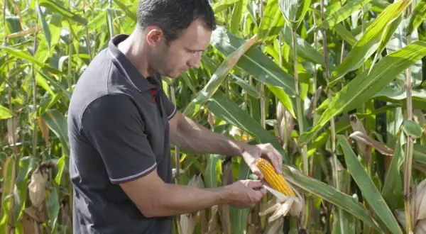 Un agriculteur examine une épi de maïs mûr dans un champ. La récolte semble prometteuse, mais il faut vérifier la qualité.