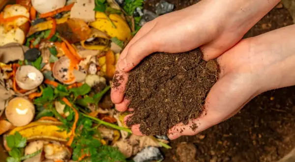 Dłonie trzymające ziemię, która powstała z rozkładu resztek organicznych. Tak destruenci określają rolę w ekosystemie, przetwarzając odpady w cenny nawóz.