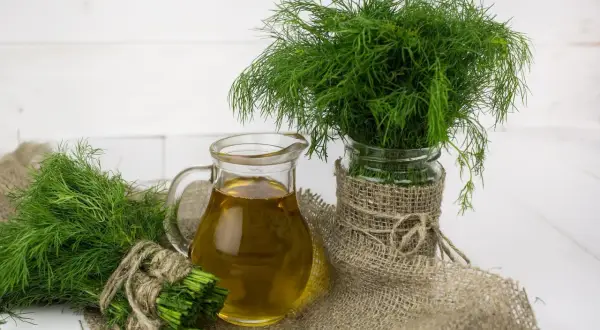 Frischer Dill, ein Symbol für Wohlbefinden, wird oft in der Schwangerschaft empfohlen. Hier ist Dill in der Schwangerschaft mit Öl dargestellt.