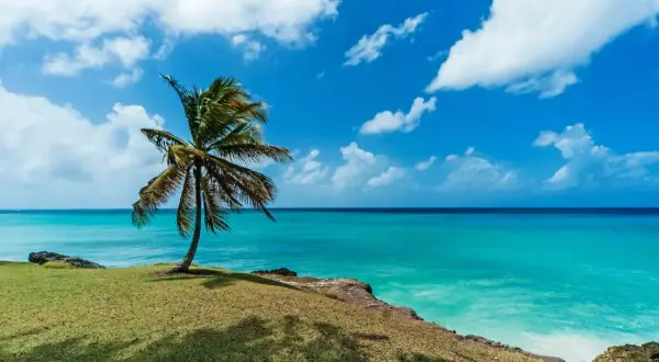 Idealne Barbados wakacje: samotna palma na zielonym klifie, turkusowe morze i błękitne niebo z chmurami.