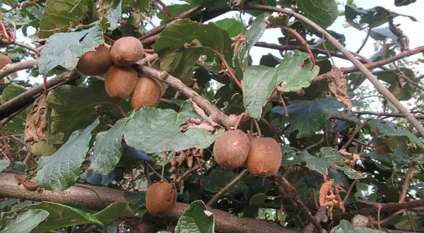 Frutti di kiwi maturi pendono dai rami, pronti per essere raccolti. Le foglie verdi creano uno sfondo lussureggiante.