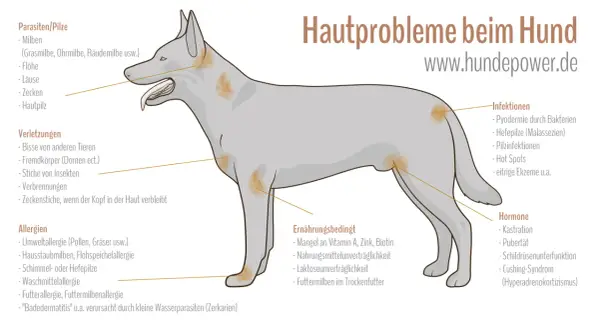 Hautprobleme beim Hund: Milbenallergie kann durch Hausstaubmilben oder Futtermilben ausgelöst werden, was zu Hautirritationen führt.