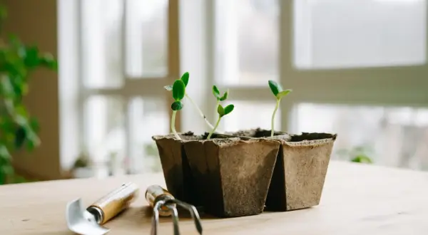 Små plantor växer i torvkrukor på ett träbord, redo att planteras ut. Bredvid står en liten trädgårdsspade och en minigrepa, som om de väntar på att få hjälpa till med en plantlampa.
