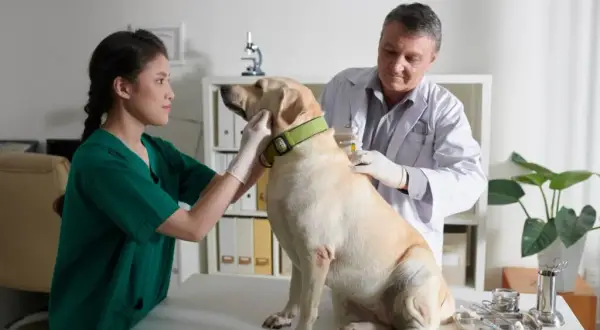 Veterinario Algeciras: Encuentra la mejor atención para tu mascota