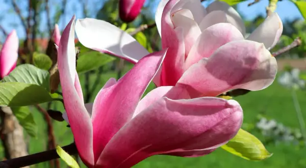 En vacker magnolia blomma i full blom, med rosa och vita kronblad som sträcker sig mot en blå himmel.