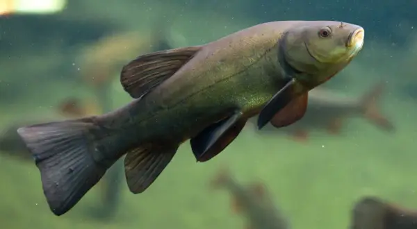 Eine grüne Schleie mit kleinen Barteln schwimmt im trüben Wasser.