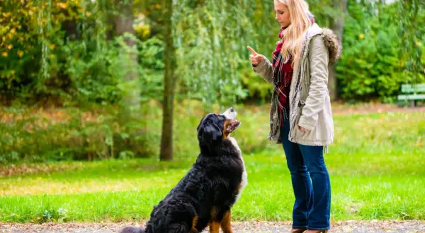 Kobieta uczy psa siadać w parku. Pies patrzy na nią z uwagą, czekając na kolejne polecenie.