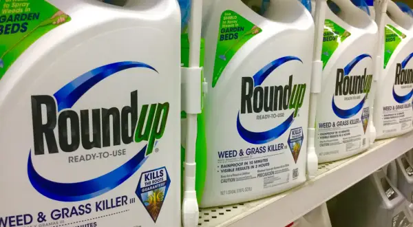 Rzędy butelek Roundup wycofany, gotowy do użycia, zabójca chwastów i traw.