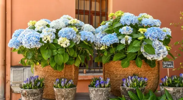 Deux grands paniers tressés débordent de magnifiques hortensias bleus et blancs. Des petites fleurs bleues en boutons ornent les pots en premier plan.