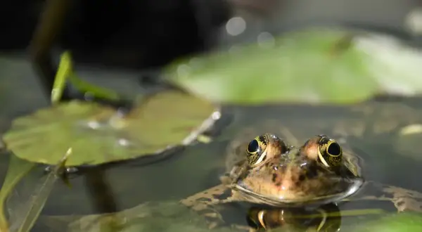 Une grenouille aux yeux dorés émerge de l'eau, entourée de nénuphars. Comment faire fuir les grenouilles de mon bassin ?